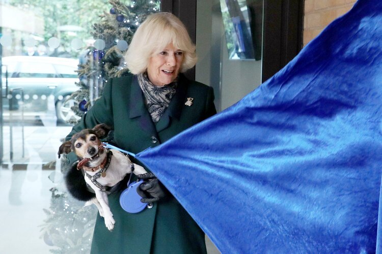 WINDSOR, INGLATERRA – 9 DE DICIEMBRE: Camilla, duquesa de Cornualles, conoce a un cachorro Pug llamado Ernie mientras visita la casa de perros y gatos de Battersea para abrir las nuevas perreras y agradecer al personal y a los partidarios del centro el 9 de diciembre de 2020 en Windsor, Reino Unido.
