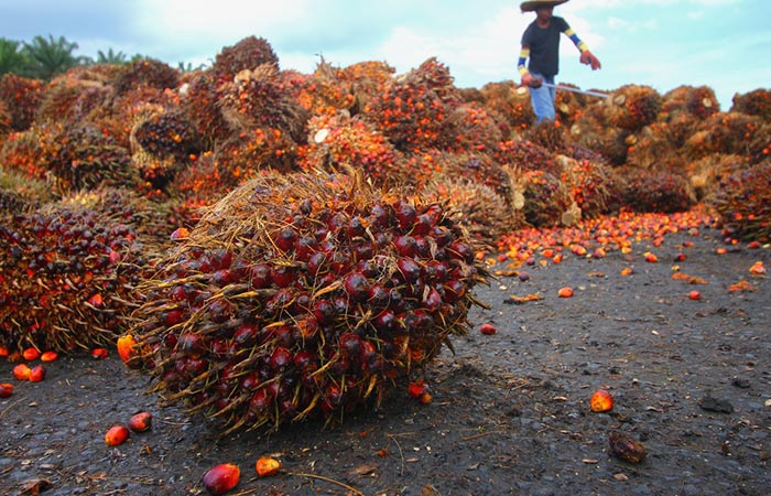 Que es el aceite de palma rojo - El aceite de palma roja